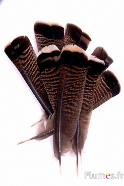 Bronzen kalkoen - 25-30 cm - natuurlijk bruin
